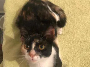 Gato raça SRD idade 2 a 6 meses nome Bibi