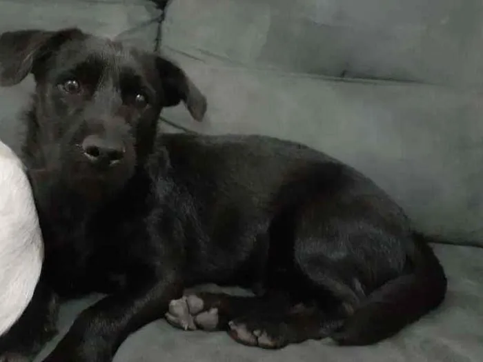Cachorro ra a Indefinida idade 2 a 6 meses nome Atende pelo nome de 
