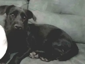 Cachorro raça Indefinida idade 2 a 6 meses nome Atende pelo nome de 