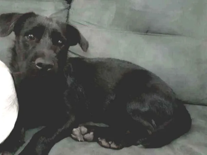 Cachorro ra a Indefinida idade 2 a 6 meses nome Atende pelo nome de 
