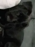 Atende pelo nome de 