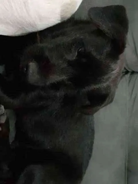 Cachorro ra a Indefinida idade 2 a 6 meses nome Atende pelo nome de 