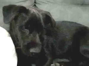 Cachorro raça Indefinida idade 2 a 6 meses nome Atende pelo nome de 