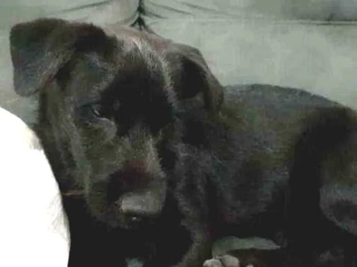 Cachorro ra a Indefinida idade 2 a 6 meses nome Atende pelo nome de 