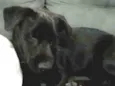 Atende pelo nome de