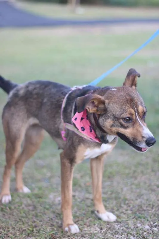 Cachorro ra a srd idade 1 ano nome Pipa