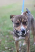 Pipa