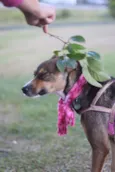 Pipa