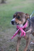 Pipa