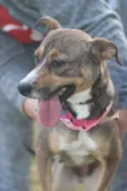 Pipa