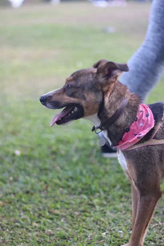 Cachorro ra a srd idade 1 ano nome Pipa