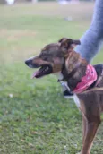 Pipa