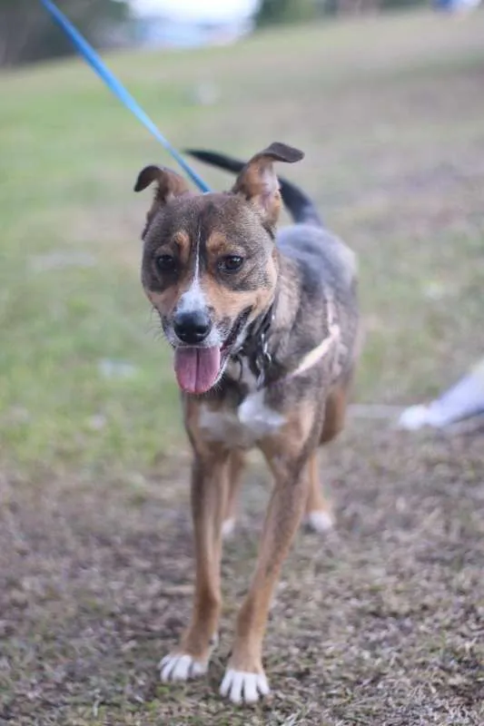 Cachorro ra a srd idade 1 ano nome Pipa
