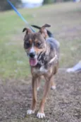 Pipa