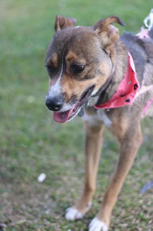 Cachorro ra a srd idade 1 ano nome Pipa