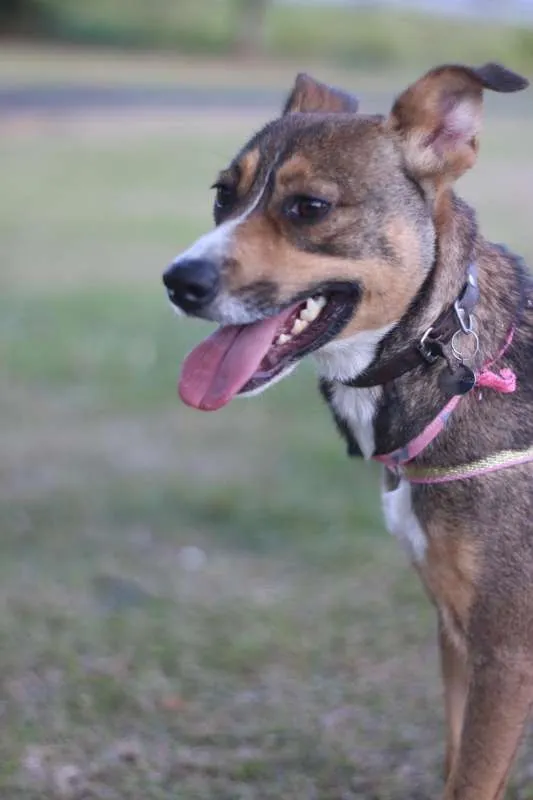Cachorro ra a srd idade 1 ano nome Pipa