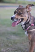 Pipa