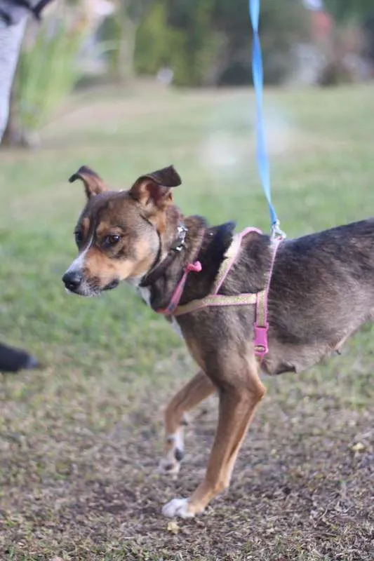 Cachorro ra a srd idade 1 ano nome Pipa