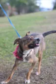 Pipa
