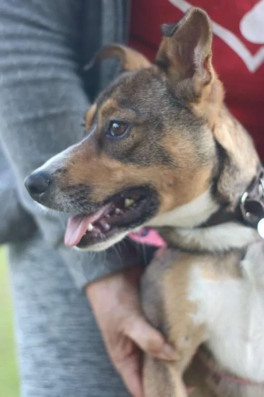 Cachorro ra a srd idade 1 ano nome Pipa