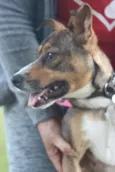 Pipa