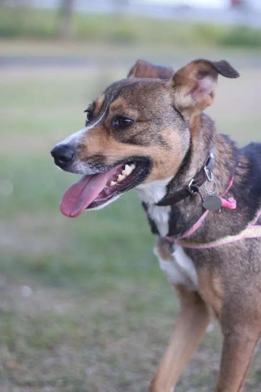 Cachorro ra a srd idade 1 ano nome Pipa