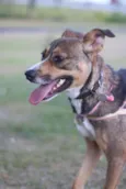 Pipa