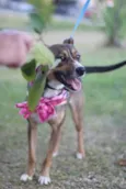 Pipa