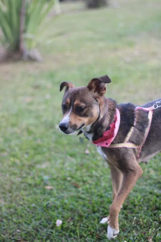 Cachorro ra a srd idade 1 ano nome Pipa