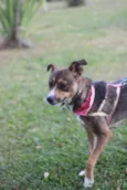 Pipa