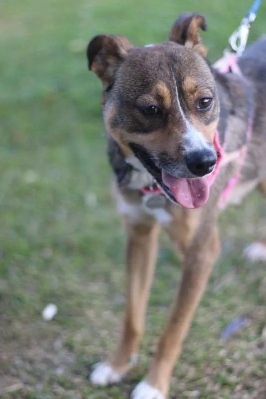Cachorro ra a srd idade 1 ano nome Pipa