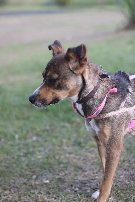 Cachorro ra a srd idade 1 ano nome Pipa