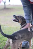 Pipa