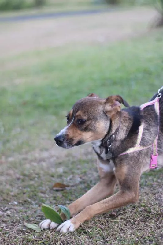 Cachorro ra a srd idade 1 ano nome Pipa