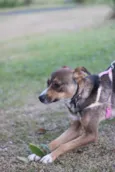 Pipa