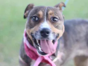 Cachorro raça srd idade 1 ano nome Pipa