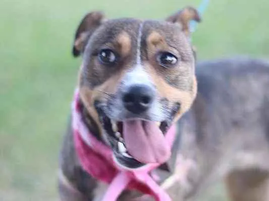 Cachorro ra a srd idade 1 ano nome Pipa