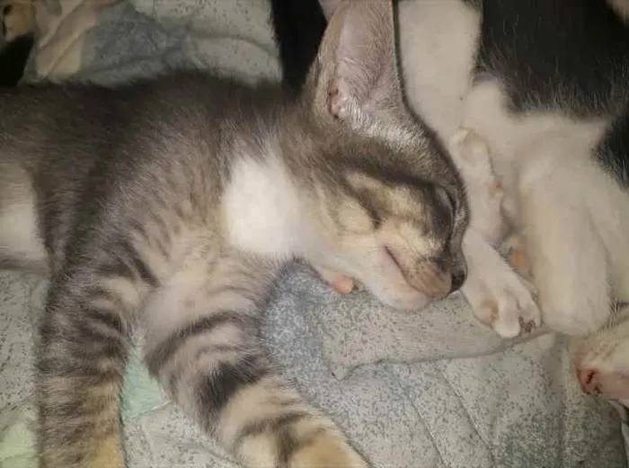 Gato ra a Desconhecida  idade 7 a 11 meses nome Maya