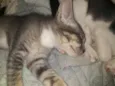 Maya
