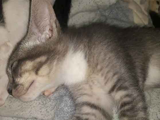 Gato ra a Desconhecida  idade 7 a 11 meses nome Maya