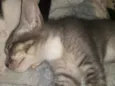 Maya