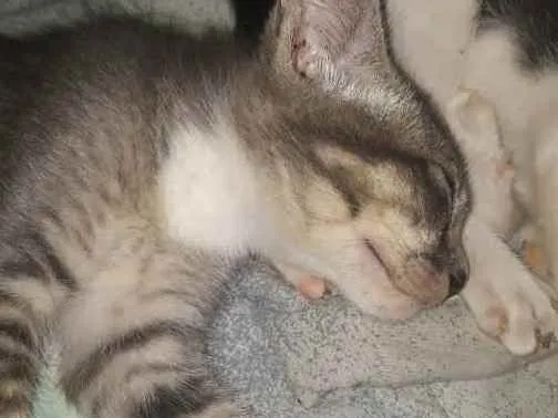 Gato ra a Desconhecida  idade 7 a 11 meses nome Maya