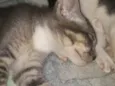 Maya