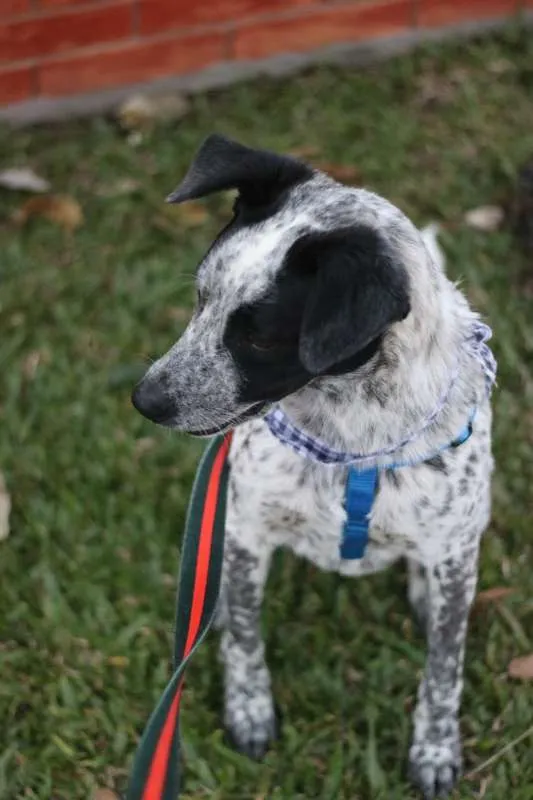 Cachorro ra a srd idade 1 ano nome Thanos