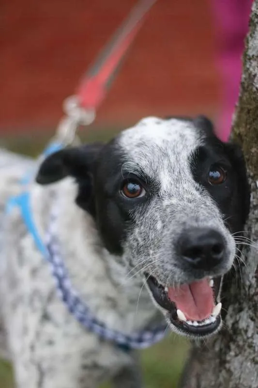 Cachorro ra a srd idade 1 ano nome Thanos