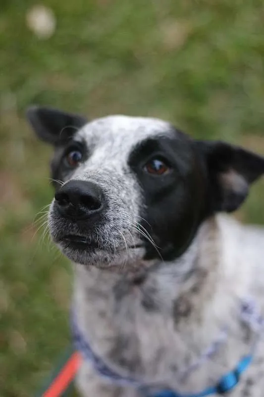 Cachorro ra a srd idade 1 ano nome Thanos