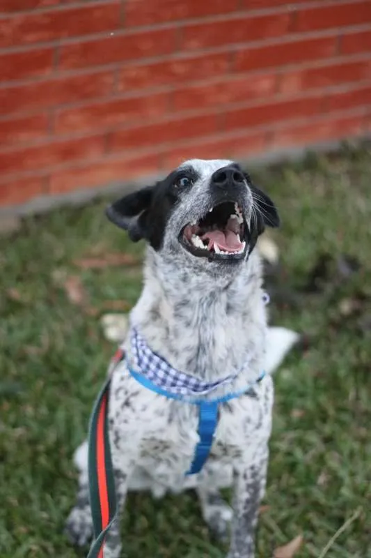 Cachorro ra a srd idade 1 ano nome Thanos