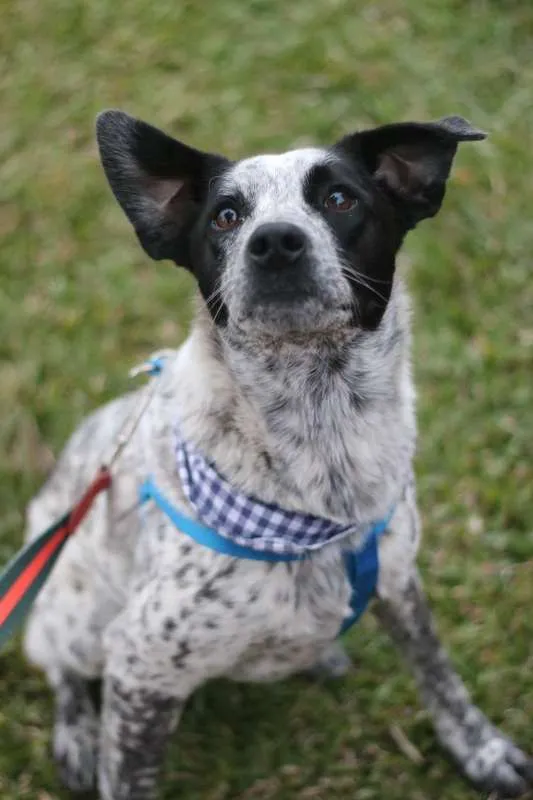 Cachorro ra a srd idade 1 ano nome Thanos