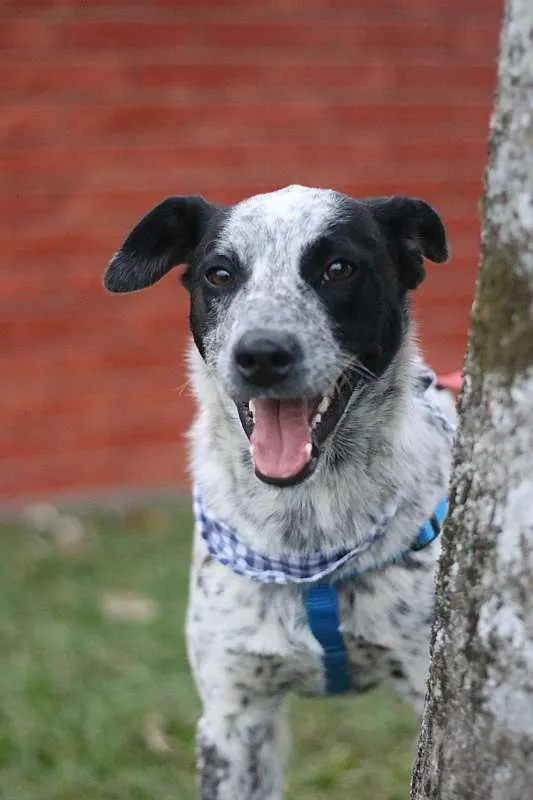 Cachorro ra a srd idade 1 ano nome Thanos
