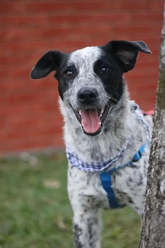 Cachorro ra a srd idade 1 ano nome Thanos
